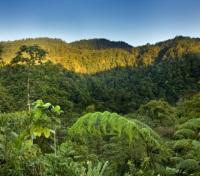 Jungle views from above